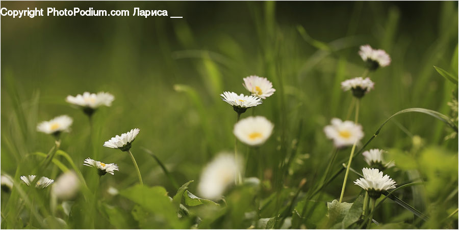 Blossom, Flora, Flower, Plant, Daisies, Daisy, Asteraceae