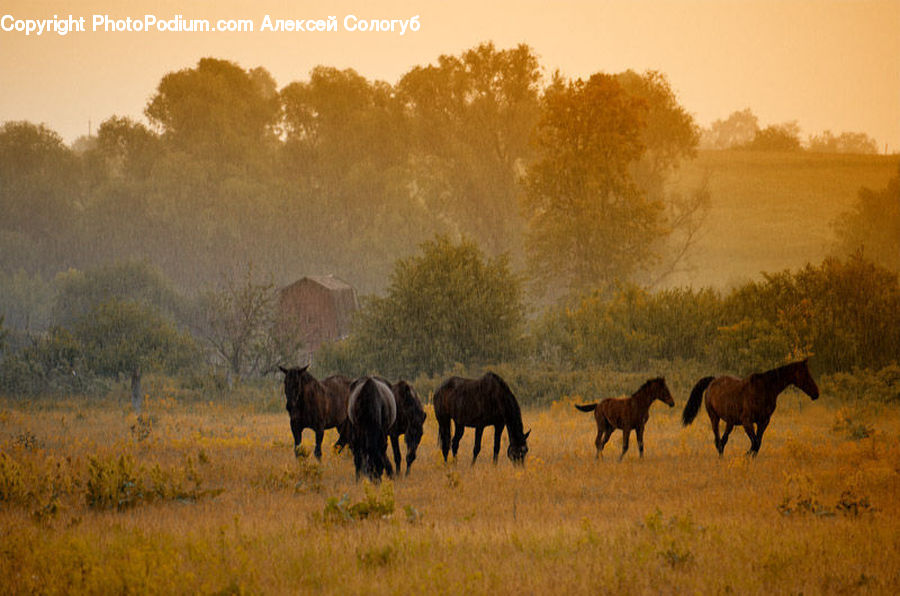 Animal, Horse, Mammal, Field, Grass, Grassland, Land