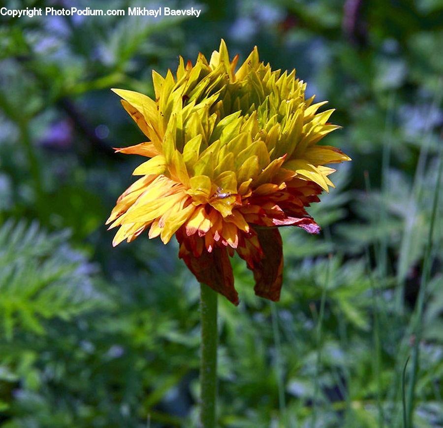 Asteraceae, Blossom, Flora, Flower, Plant, Dahlia, Dandelion