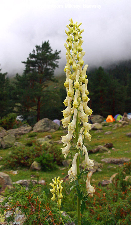 Flower, Lupin, Plant, Conifer, Fir, Tree, Larch