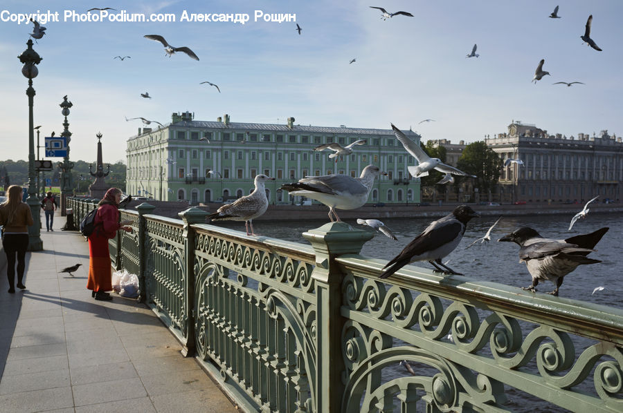 Bird, Seagull, Boardwalk, Deck, Path, Sidewalk, Walkway
