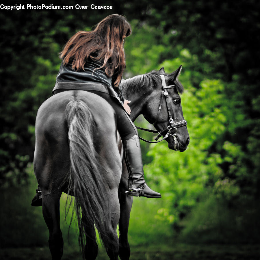 Animal, Horse, Mammal, Stallion, Equestrian, Person, Colt Horse