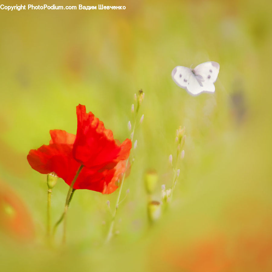 Blossom, Flora, Flower, Plant, Poppy, Cosmos, Geranium