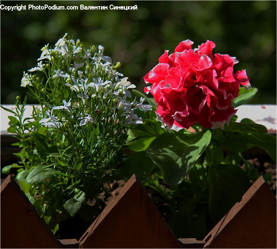 Blossom, Flora, Flower, Geranium, Plant, Peony, Carnation