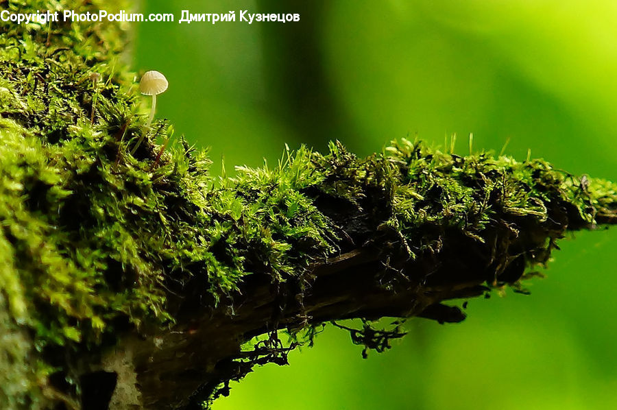 Conifer, Fir, Plant, Tree, Moss, Agaric, Mushroom