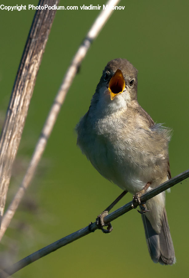 Bird, Swallow, Blackbird, Finch, Head, Portrait