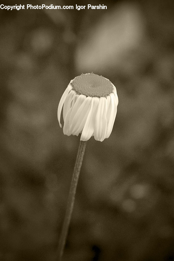 Blossom, Flora, Flower, Plant, Tulip, Agaric, Amanita