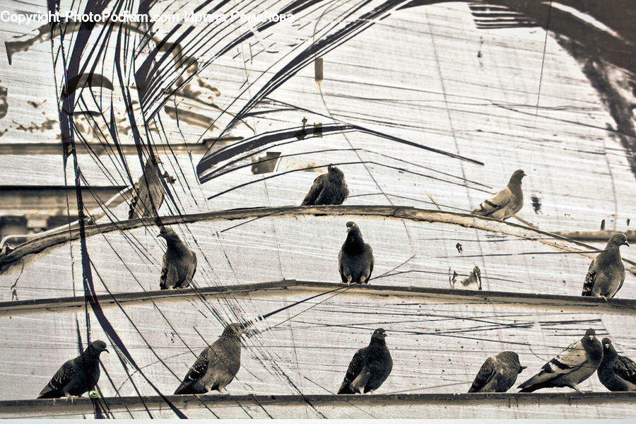 Bird, Pigeon, Leisure Activities, Art, Modern Art, Dove, Blackbird