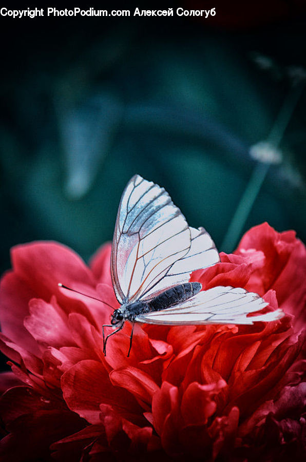 Blossom, Flora, Flower, Geranium, Plant, Carnation, Hibiscus