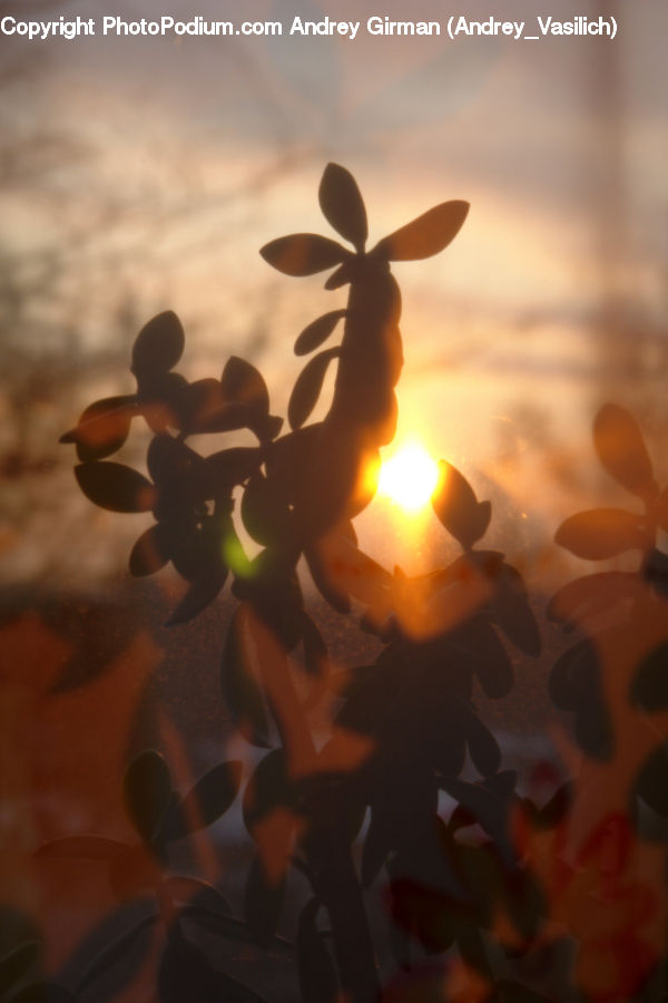 Flare, Light, Sunlight, Blossom, Flora, Flower, Plant
