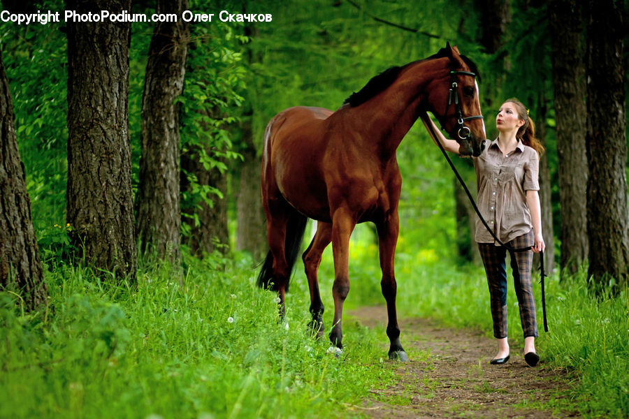 People, Person, Human, Animal, Colt Horse, Foal, Horse