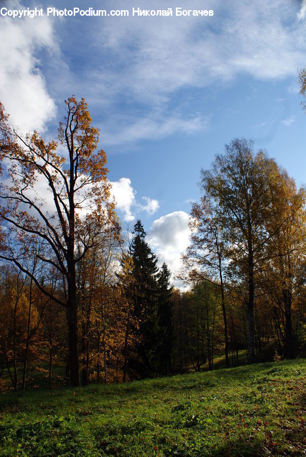 Field, Grass, Grassland, Land, Outdoors, Plant, Tree