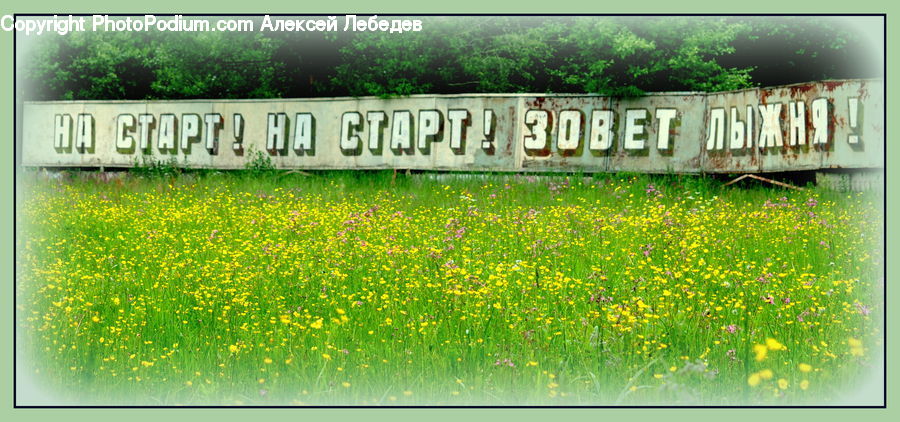 Field, Grass, Grassland, Plant, Herbal, Herbs, Planter