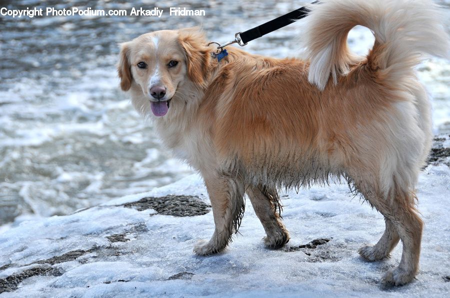 Animal, Canine, Dog, Golden Retriever, Mammal, Pet, Collie