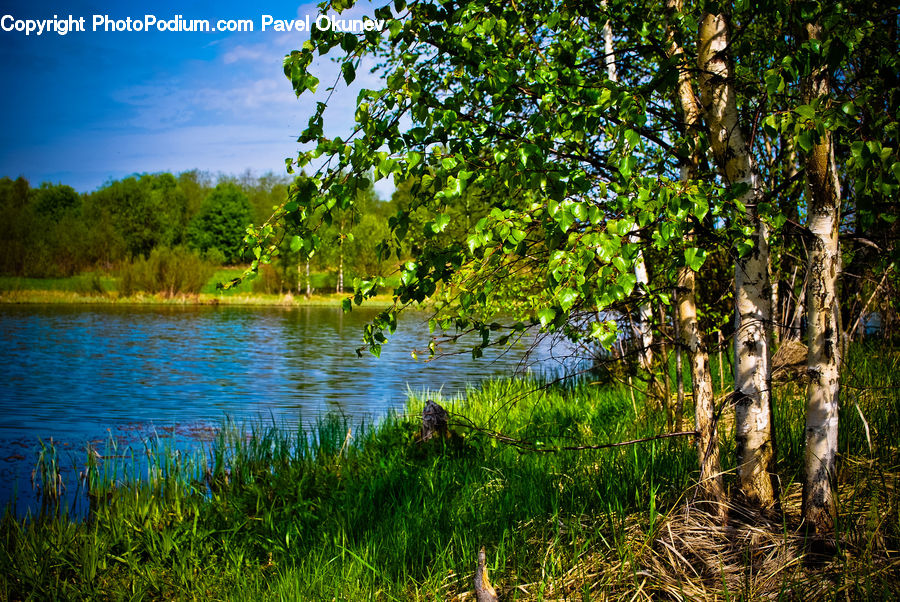 Plant, Vine, Birch, Tree, Wood, Forest, Jungle
