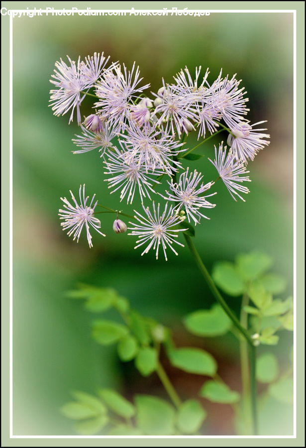 Plant, Dill, Blossom, Flora, Flower, Conifer, Fir