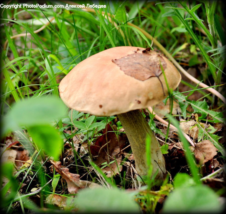 Agaric, Amanita, Fungus, Mushroom, Plant, Blossom, Flora