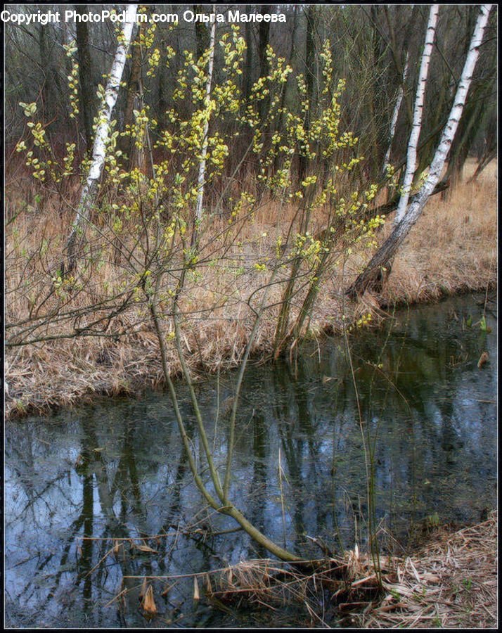 Land, Marsh, Outdoors, Swamp, Water, Birch, Tree