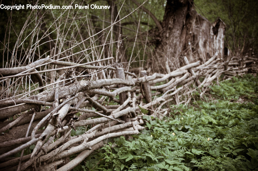 Root, Plant, Potted Plant, Tree, Rubble, Forest, Vegetation