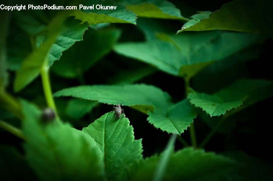 Blossom, Flora, Flower, Geranium, Plant, Herbs, Parsley