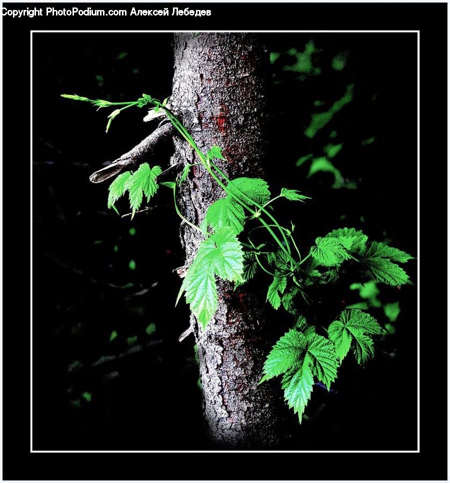 Fern, Plant, Acanthaceae, Annonaceae, Blossom, Flora, Herbal