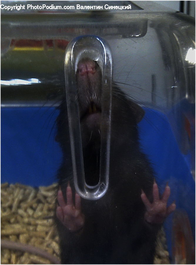 Animal, Hamster, Mammal, Rodent