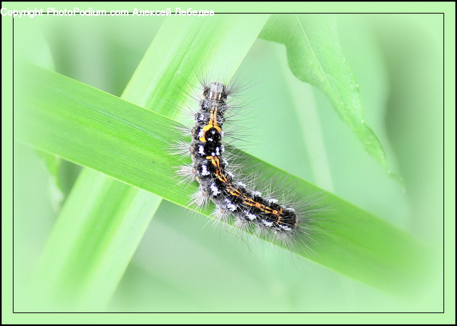 Arachnid, Garden Spider, Insect, Invertebrate, Spider