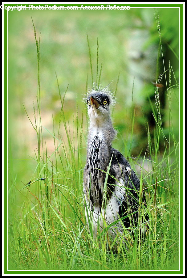 Anthus, Bird, Beak, Quail, Animal, Wildlife, Field