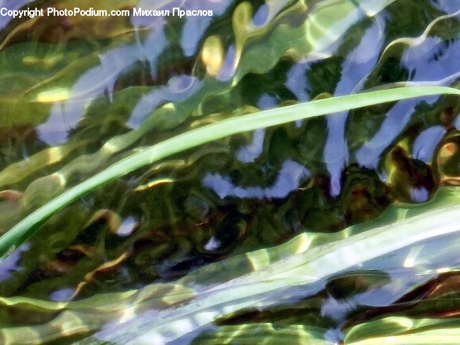Amphibian, Tadpole, Algae, Glass, Aquatic, Water, Moss