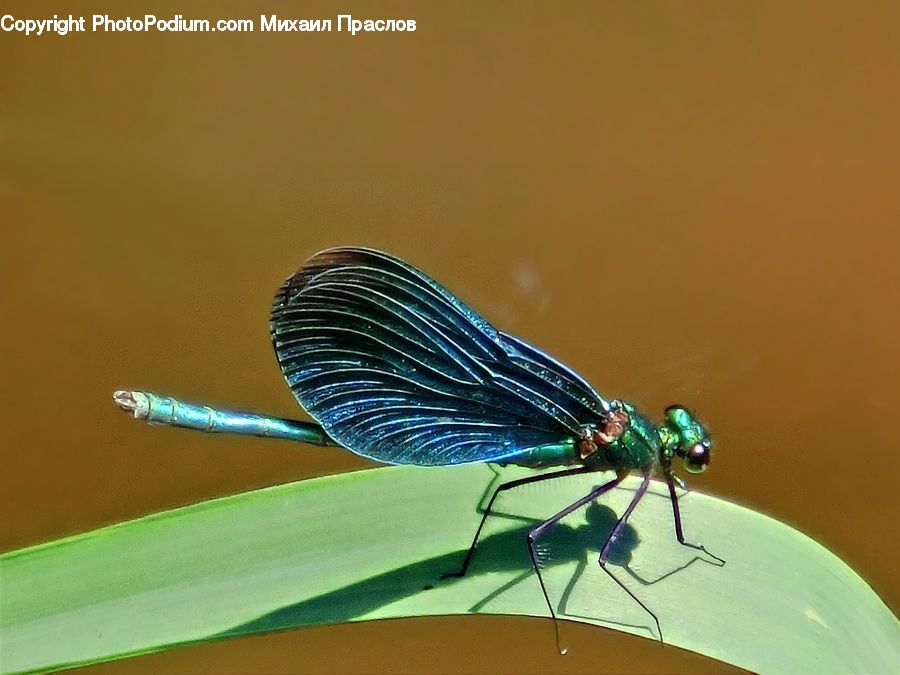 Anisoptera, Dragonfly, Insect, Invertebrate, Mosquito, Asilidae