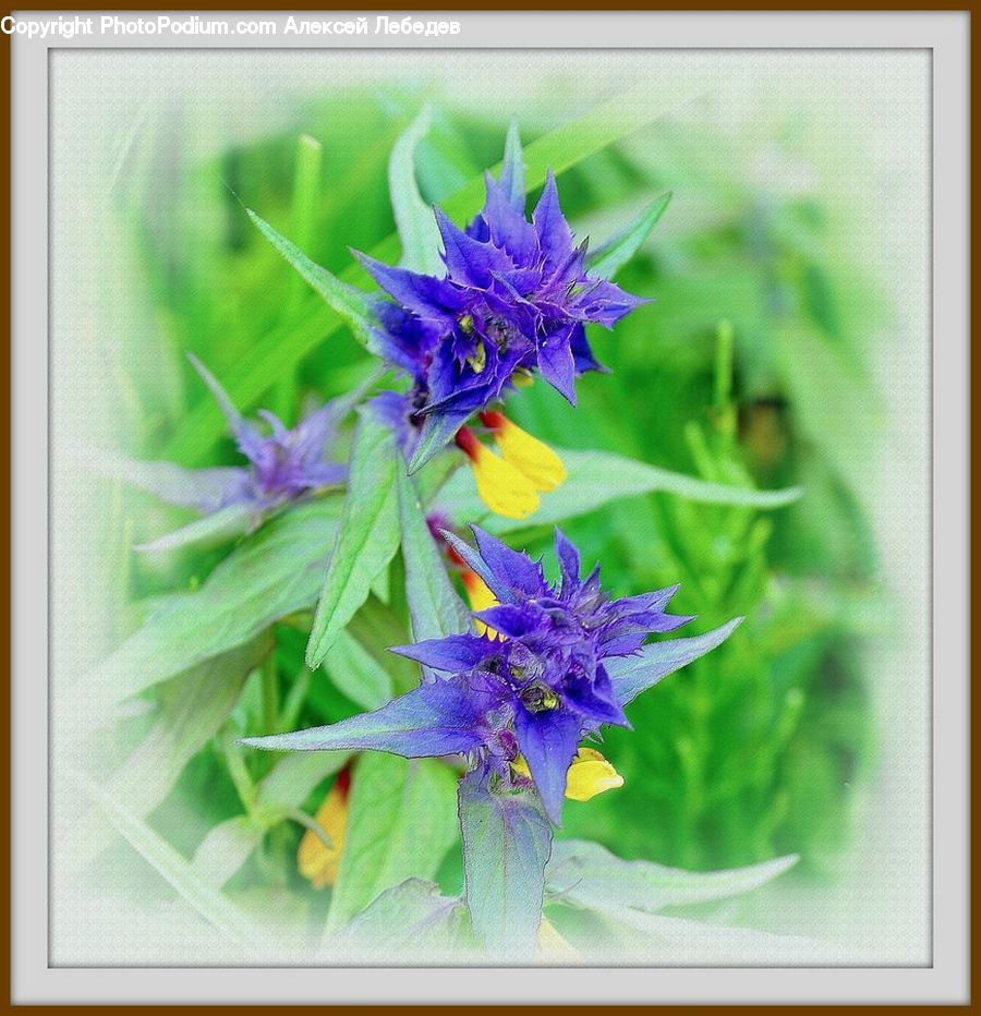 Art, Blossom, Flora, Flower, Geranium, Plant, Aster
