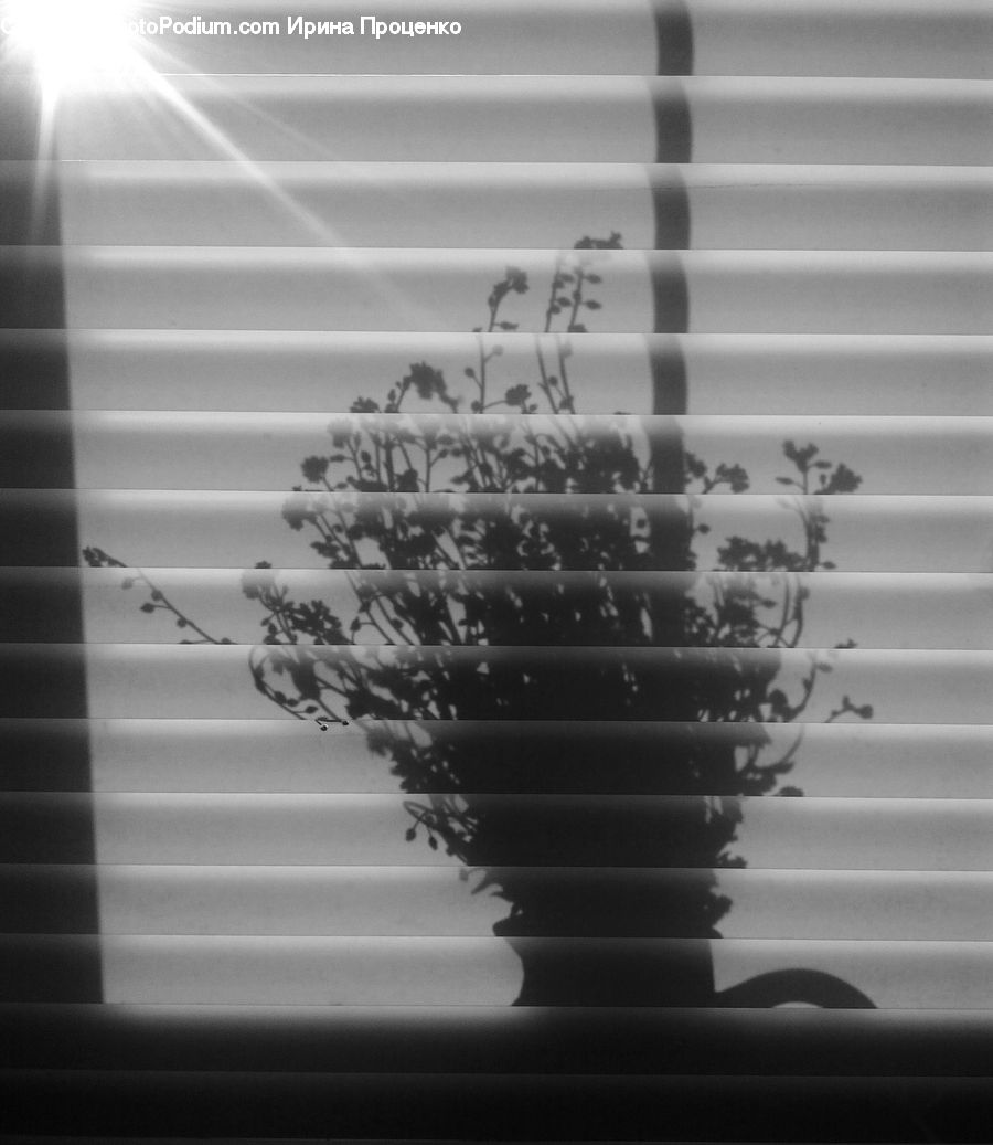 Pot, Pottery, Paper, Lighting, Plant