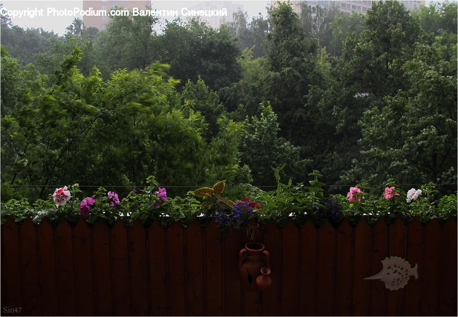 Plant, Potted Plant, Planter, Backyard, Yard, Pot, Pottery