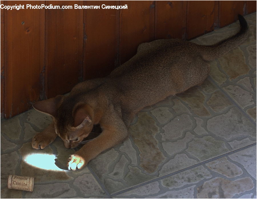 Abyssinian, Animal, Cat, Mammal, Pet, Hardwood, Wood