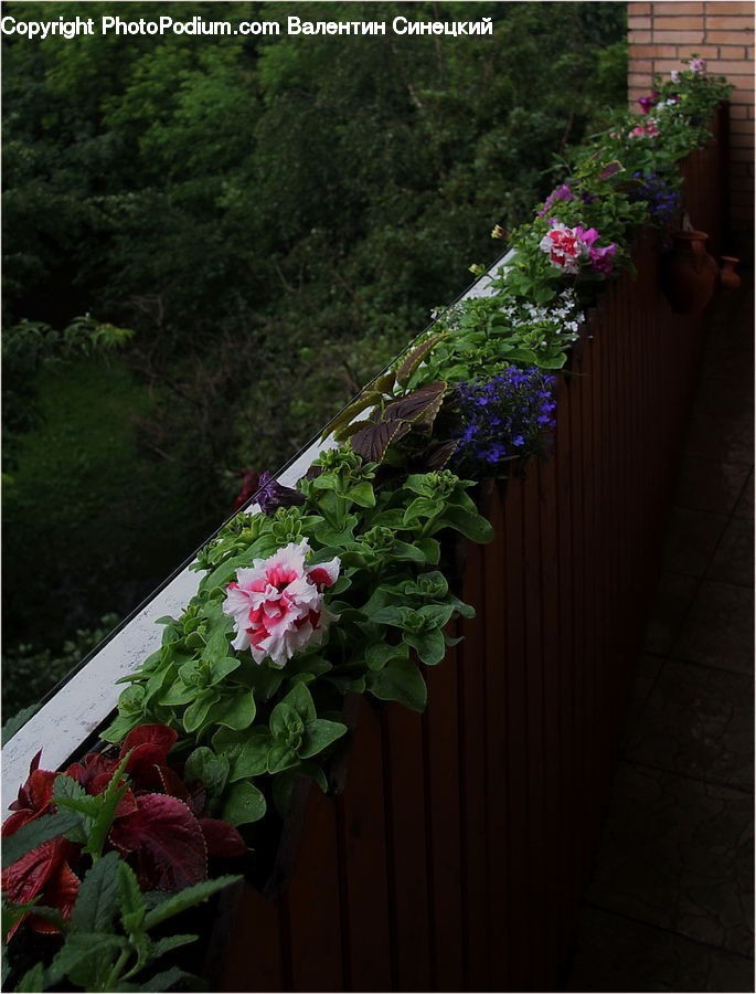 Plant, Potted Plant, Herbs, Mint, Balcony, Garden, Gardening
