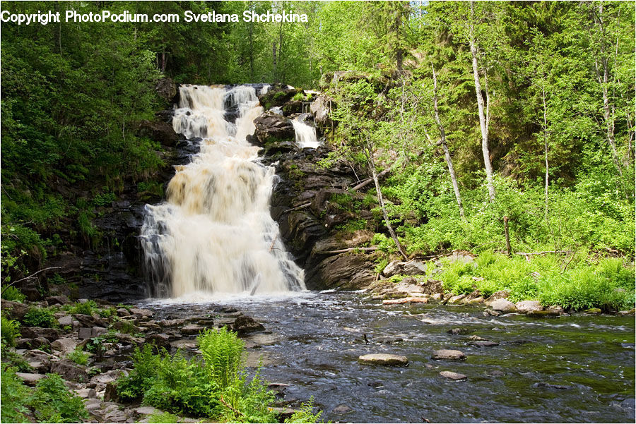 Creek, Outdoors, River, Water, Forest, Jungle, Rainforest