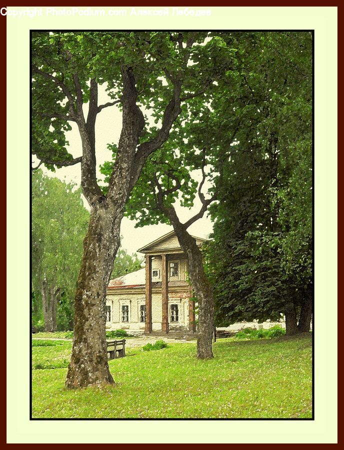Bonsai, Plant, Potted Plant, Tree, Oak, Wood, Sycamore