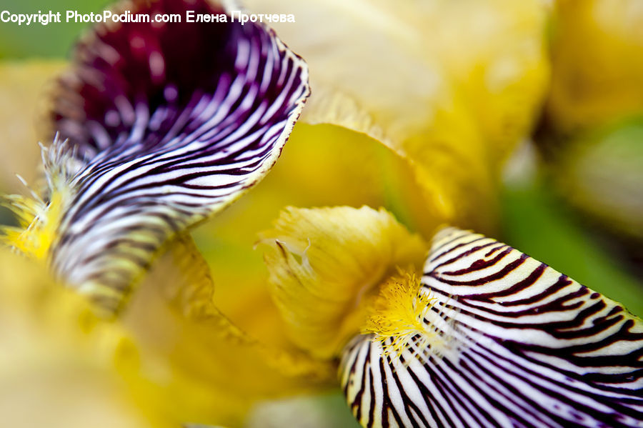 Flora, Flower, Iris, Plant, Blossom, Crocus