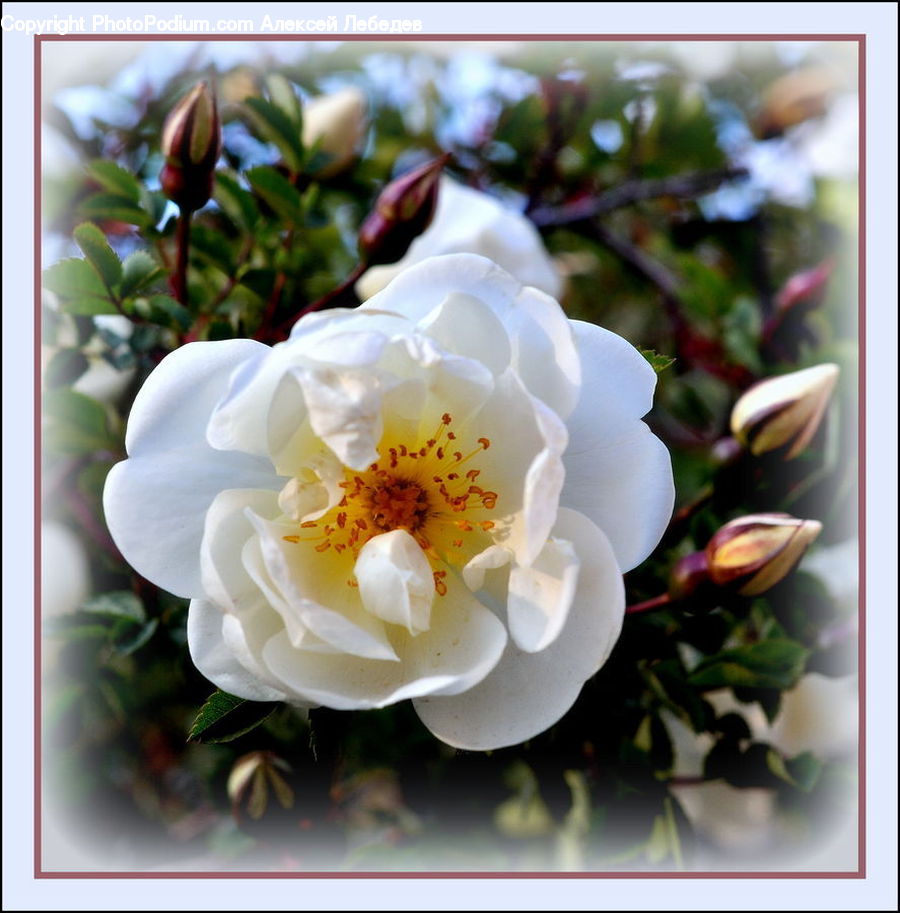Bud, Plant, Blossom, Flora, Flower, Floral Design, Flower Arrangement