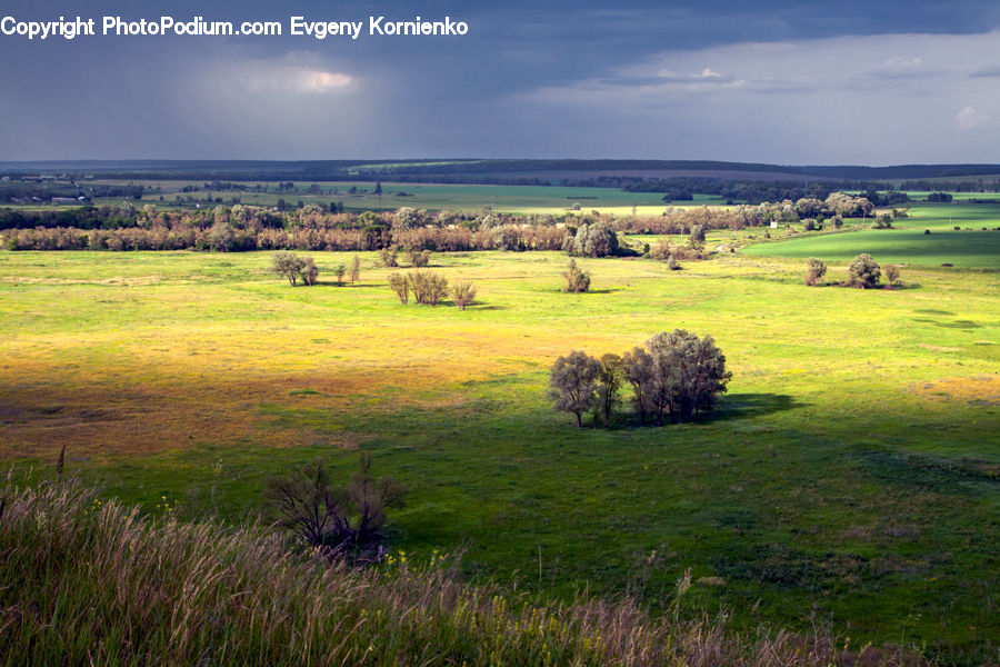 Field, Grass, Grassland, Land, Outdoors, Landscape, Nature