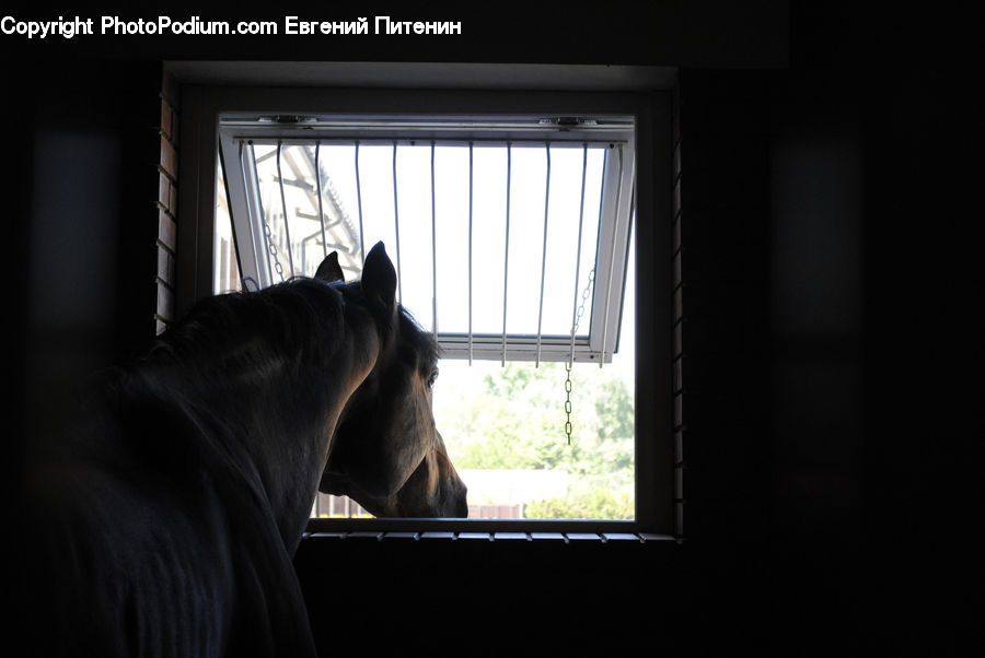 Window, Curtain, Home Decor, Animal, Face, Selfie