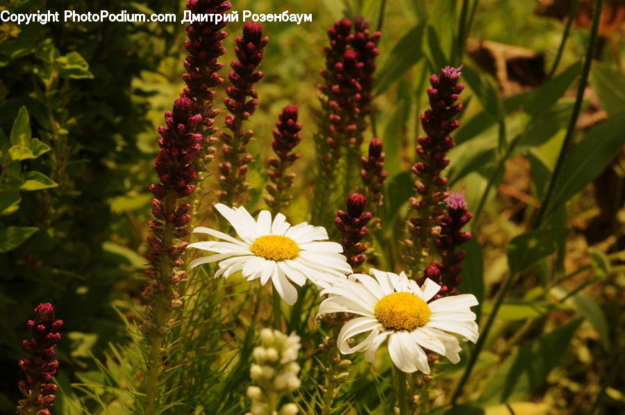 Blossom, Flora, Flower, Plant, Daisies, Daisy, Pollen
