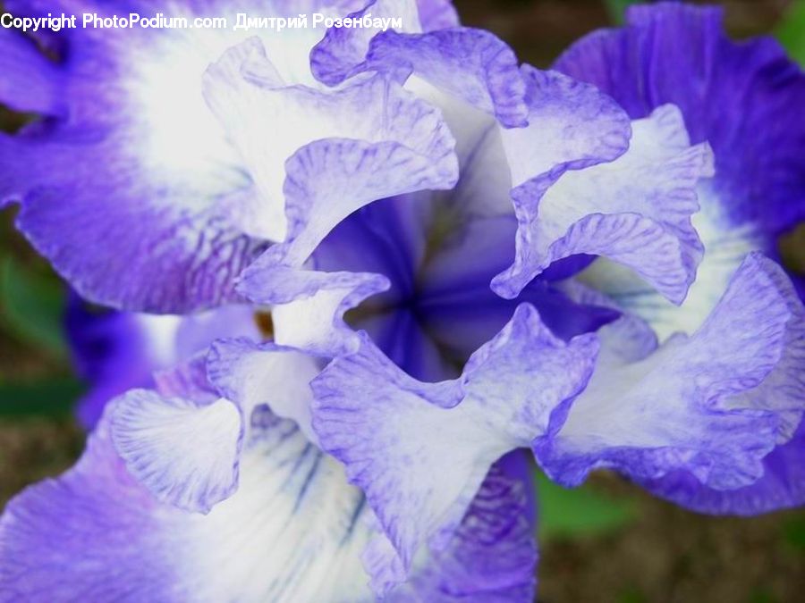 Flora, Flower, Iris, Plant, People, Person, Human