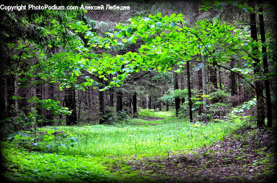 Forest, Jungle, Rainforest, Vegetation, Ivy, Plant, Vine