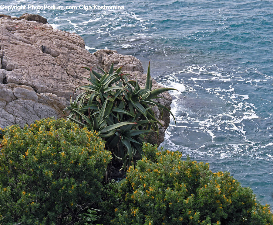 Plant, Potted Plant, Coast, Outdoors, Sea, Water, Aloe