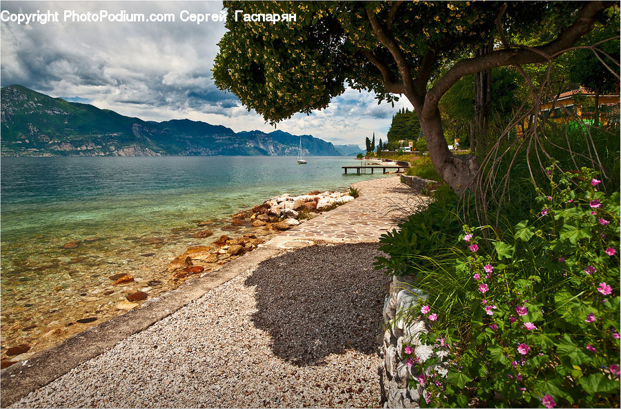 Blossom, Flora, Flower, Geranium, Plant, Beach, Coast
