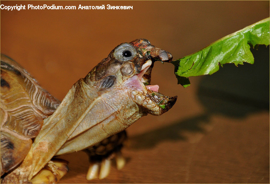 Amphibian, Frog, Wildlife, Dinosaur, Box Turtle, Reptile, Tortoise