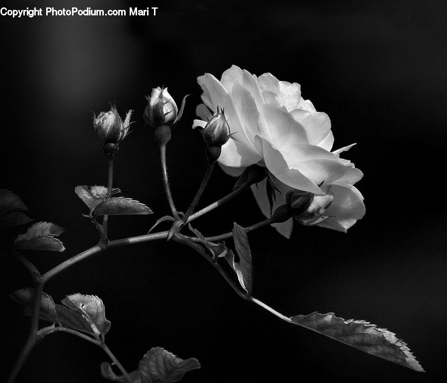 People, Person, Human, Bud, Plant, Blossom, Flora