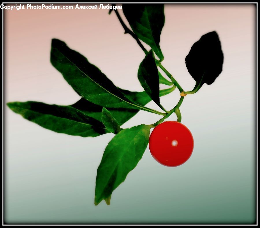 Produce, Tomato, Vegetable, Silhouette, Plant, Flower Arrangement, Ikebana