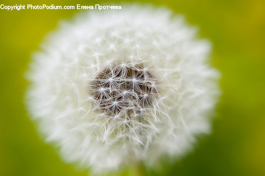 Dandelion, Flower, Plant, Blossom, Flora